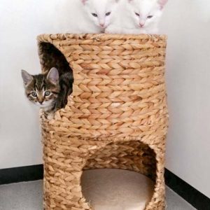 Kätzin Maddie (u.) und ihre beiden Schwestern Emmi (l.) und Pebbels / © 2017 Arche KaNaum (OS)