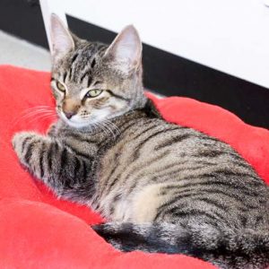 Kätzin Maddie / © 2017 Arche KaNaum (DN)