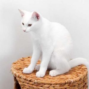 Kätzin Pebbels / © 2017 Arche KaNaum (DN)