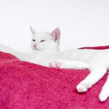 Kätzin Pebbels / © 2017 Arche KaNaum (DN) Kätzin Pebbels / © 2017 Arche KaNaum (DN)