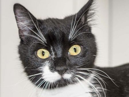 Kätzin Haribo / © 2015 Arche KaNaum (NH)