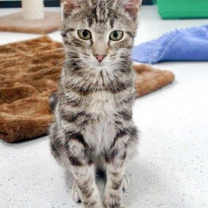 Kater Goofy / © 2017 Arche KaNaum (DN)