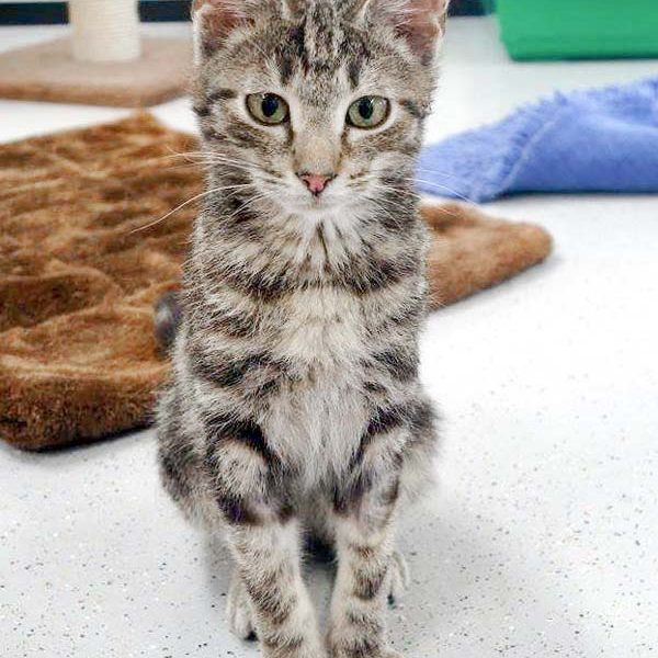 Kater Goofy  / © 2017 Arche KaNaum (DN) Kater Goofy / © 2017 Arche KaNaum (DN)