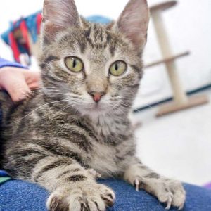 Kater Goofy / © 2017 Arche KaNaum (DN)