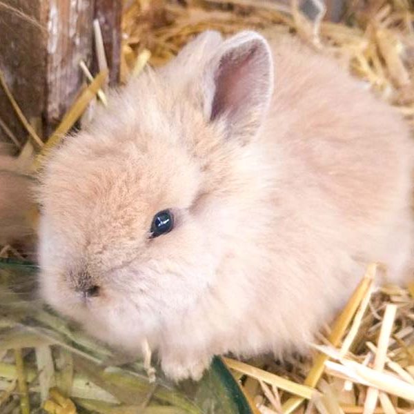 Kaninchenhäsin Gitti / © 2017 Arche KaNaum (OS) Kaninchenhäsin Gitti / © 2017 Arche KaNaum (OS)