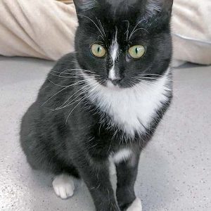 Kater Esra / © 2017 Arche KaNaum (OS) Kater Esra / © 2017 Arche KaNaum (OS)