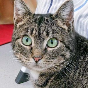 Kätzin Milana / © 2017 Arche KaNaum (OS) Kätzin Milana / © 2017 Arche KaNaum (OS)