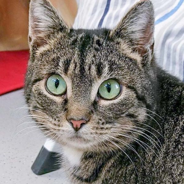 Kätzin Milana  / © 2017 Arche KaNaum (OS)