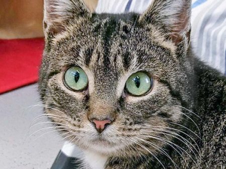 Kätzin Milana / © 2017 Arche KaNaum (OS)