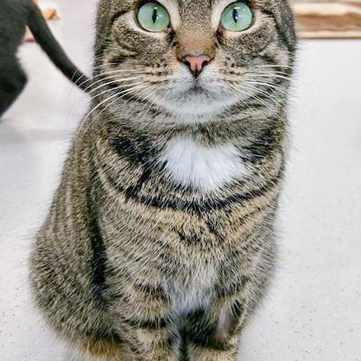 Kätzin Milana  / © 2017 Arche KaNaum (OS) Kätzin Milana / © 2017 Arche KaNaum (OS)