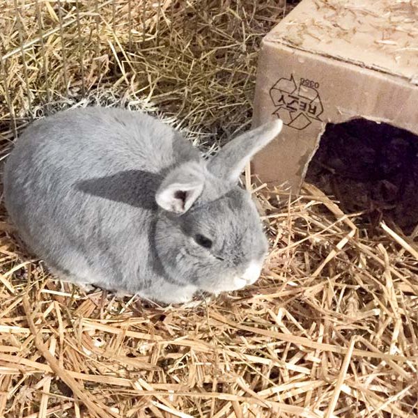 Kaninchenbock Jumbo  /  © 2017 Arche KaNaum (AE) Kaninchenbock Jumbo / © 2017 Arche KaNaum (AE)