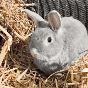 Kaninchenbock Jumbo / © 2017 Arche KaNaum (AE) Kaninchenbock Jumbo / © 2017 Arche KaNaum (AE)