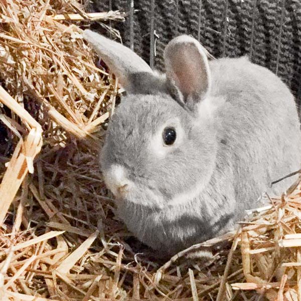 Kaninchenbock Jumbo / © 2017 Arche KaNaum (AE) Kaninchenbock Jumbo / © 2017 Arche KaNaum (AE)