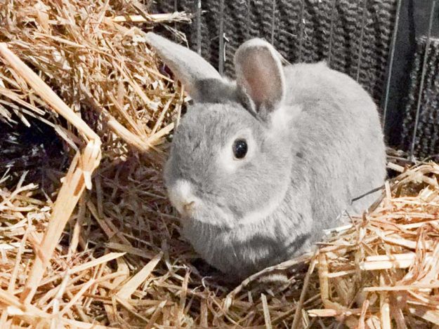 Kaninchenbock Jumbo / © 2017 Arche KaNaum (AE)