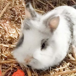 Kaninchenbock Klopfer / © 2017 Arche KaNaum (AE) Kaninchenbock Klopfer / © 2017 Arche KaNaum (AE)