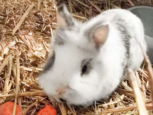 Kaninchenbock Klopfer / © 2017 Arche KaNaum (AE)