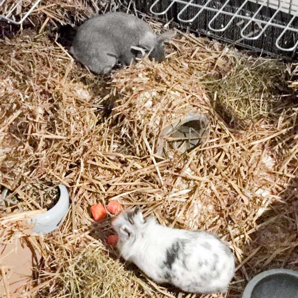 Kaninchenböcke Jumbo (h.) und Klopfer / © 2017 Arche KaNaum (AE) Kaninchenböcke Jumbo (h.) und Klopfer / © 2017 Arche KaNaum (AE)