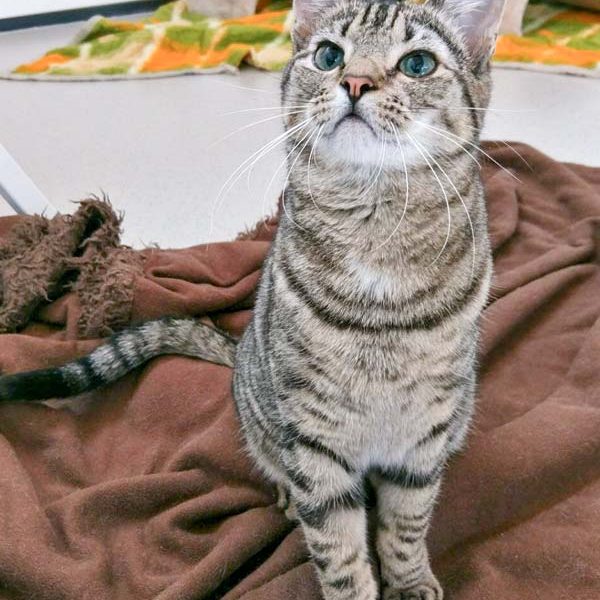 Kater Sir Richard  / © 2017 Arche KaNaum (OS) Kater Sir Richard / © 2017 Arche KaNaum (OS)