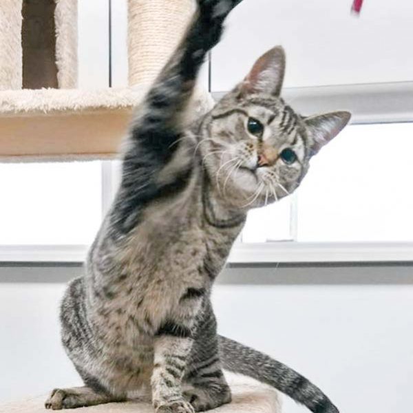 Kater Sir Richard  / © 2017 Arche KaNaum (OS) Kater Sir Richard / © 2017 Arche KaNaum (OS)