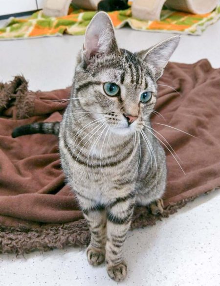 Kater Sir Richard / © 2017 Arche KaNaum (OS)