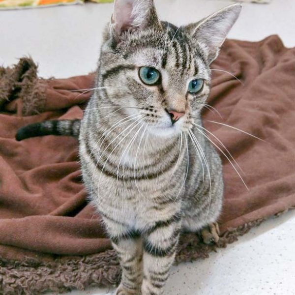 Kater Sir Richard  / © 2017 Arche KaNaum (OS) Kater Sir Richard / © 2017 Arche KaNaum (OS)