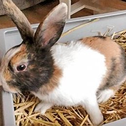 Kaninchenbock Bacckus / © 2017 Privat Kaninchenbock Bacckus / © 2017 Privat
