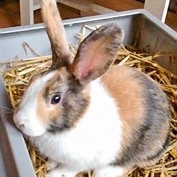 Kaninchen-Häsin Hestia / © 2017 Privat Kaninchen-Häsin Hestia / © 2017 Privat