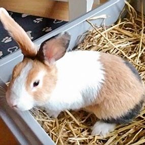 Kaninchenbock Joppel / © 2017 Privat Kaninchenbock Joppel / © 2017 Privat