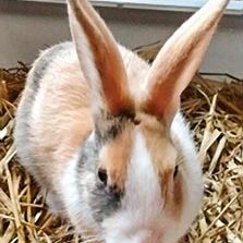 Kaninchen-Häsin Kalypsi / © 2017 Privat Kaninchen-Häsin Kalypsi / © 2017 Privat