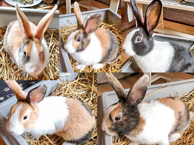 Kaninchen Joppel, Bacckus, Hestia, Kalypsi und Gusti / © 2017 Privat