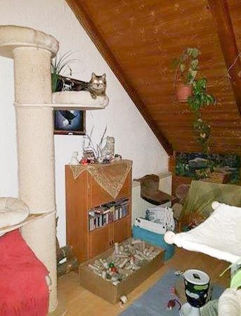 Kätzin Jessy (aka Punky) im neuen Zuhause / © 10.03.'17 Privat
