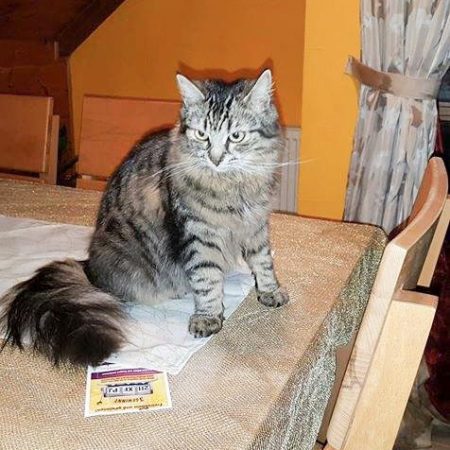 Kätzin Jessy (aka Punky) im neuen Zuhause / © 10.03.'17 Privat