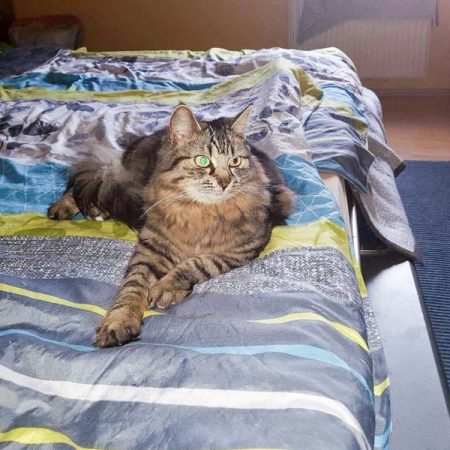 Kätzin Jessy (aka Punky) im neuen Zuhause / © 10.03.'17 Privat