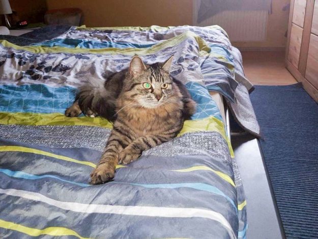 Kätzin Jessy (aka Punky) im neuen Zuhause / © 10.03.'17 Privat