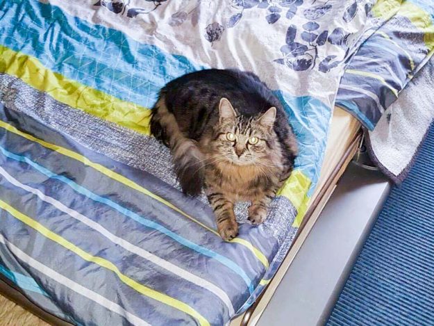 Kätzin Jessy (aka Punky) im neuen Zuhause / © 10.03.'17 Privat