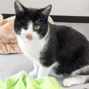 Kätzin Moni / © 2017 Arche KaNaum (DN)