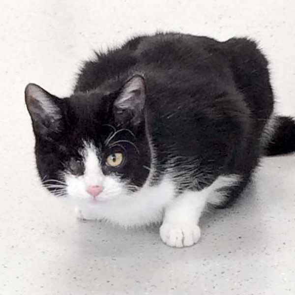 Kätzin Moni / © 2017 Arche KaNaum (DN) Kätzin Moni / © 2017 Arche KaNaum (DN)