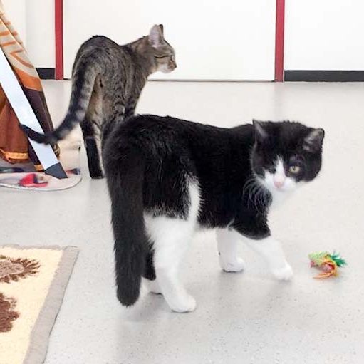 Kätzin Moni (v.) und Kumpel Sir Richard / © 2017 Arche KaNaum (DN)