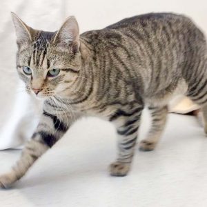 Kater Sir Richard / © 2017 Arche KaNaum (DN)