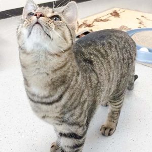 Kater Sir Richard / © 2017 Arche KaNaum (DN)