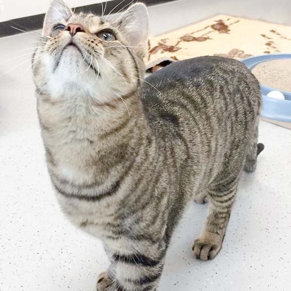 Kater Sir Richard  / © 2017 Arche KaNaum (DN) Kater Sir Richard / © 2017 Arche KaNaum (DN)