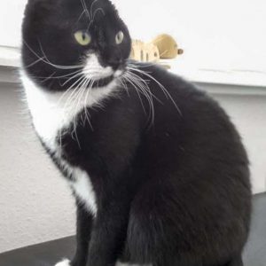 Kätzin Haribo / © 2017 Privat