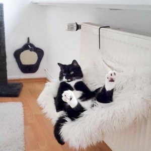 Kätzin Haribo / © 2017 Privat