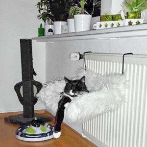 Kätzin Haribo / © 2017 Privat