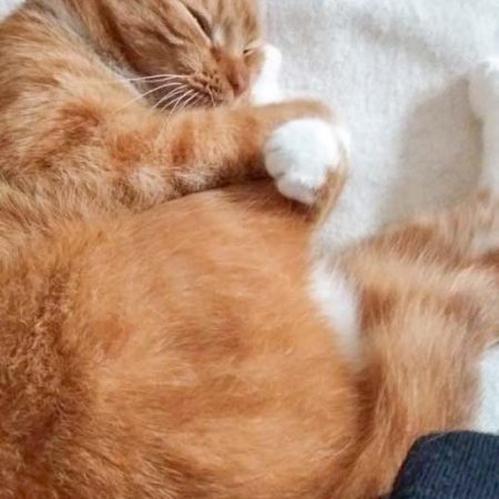 Kater Karlo im neuen Zuhause / © 19.03.'17 Privat
