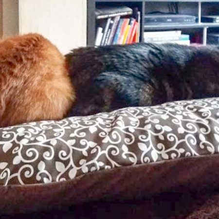 Kater Karlo (l.) im neuen Zuhause mit Kumpel Puck / © 19.03.'17 Privat
