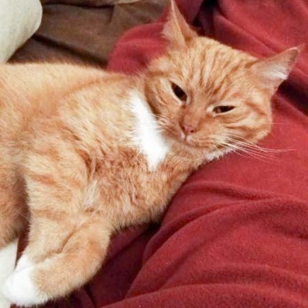 Kater Karlo im neuen Zuhause / © 19.03.'17 Privat