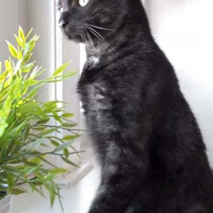 Kater Mico / © 2017 Privat