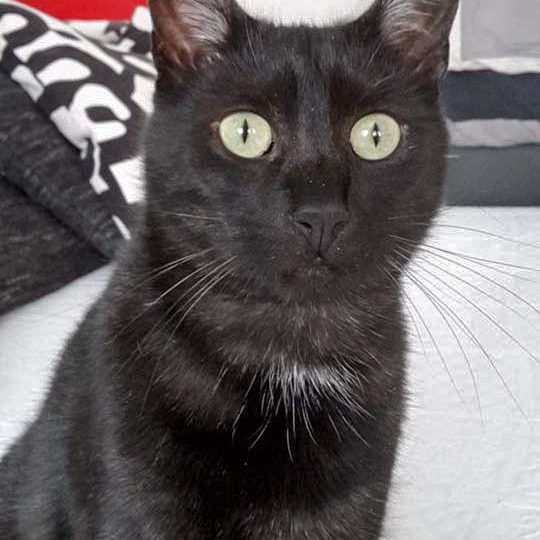 Kater Mico / © 2017 Privat