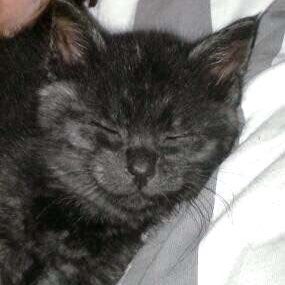 Kater Mico als Jungtier / © 201? Privat